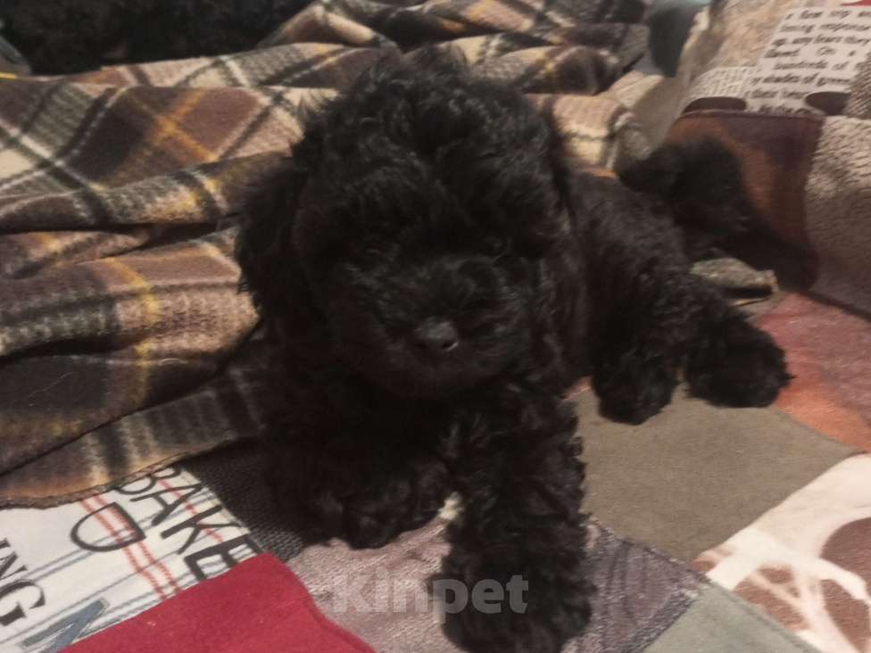 Собаки в других городах Краснодарского края: Той пудель, девочка Девочка, 35 000 руб. - фото 1