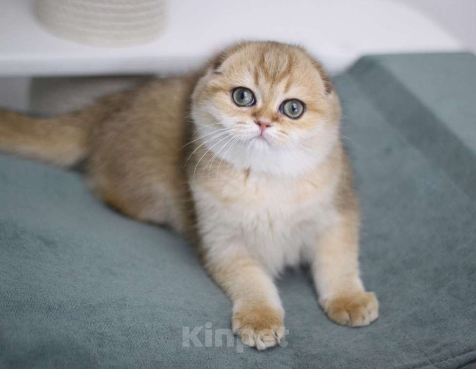 Кошки в Москве: Финкли Девочка, 65 000 руб. - фото 3