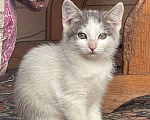 Кошки в Ногинске: Котята ищут дом Девочка, Бесплатно - фото 7
