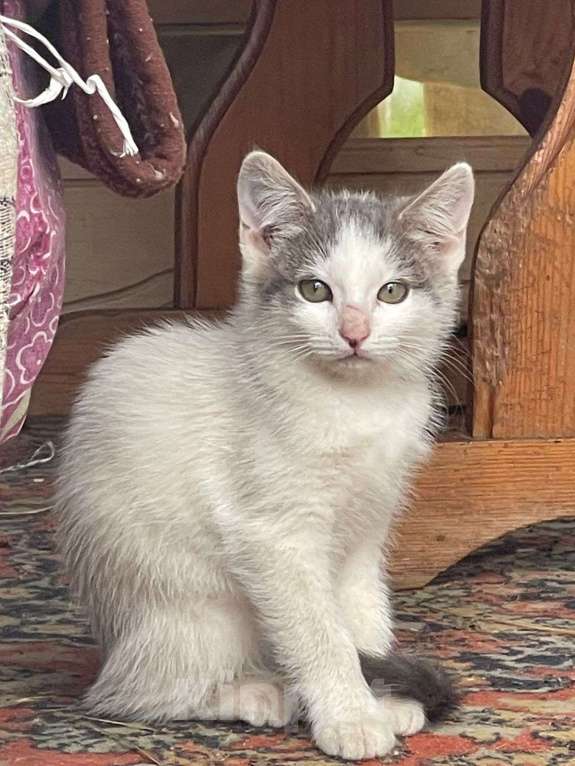 Кошки в Ногинске: Котята ищут дом Девочка, Бесплатно - фото 7
