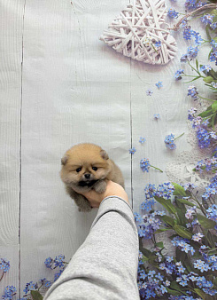 Мальчик оранж