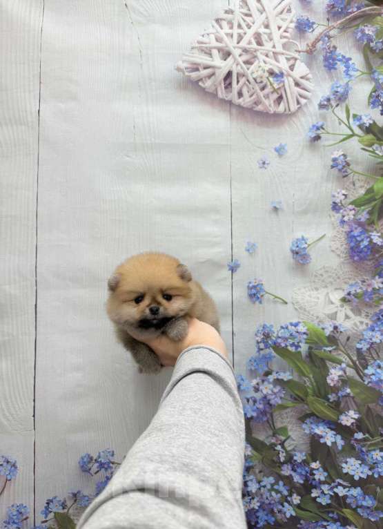 Собаки в Москве: Мальчик оранж Мальчик, 25 000 руб. - фото 1