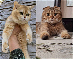 Кошки в Москве: Шотландский котенок шоколадный пятнистый Мальчик, 30 000 руб. - фото 7