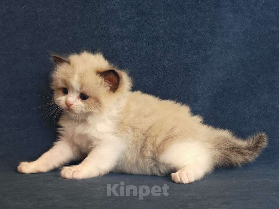 Кошки в Санкт-Петербурге: Шикарный мальчик рэгдолл Мальчик, 80 000 руб. - фото 2