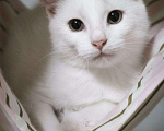 Кошки в Санкт-Петербурге: Белый ангел в ваш дом, котенок 3 месяца Мальчик, Бесплатно - фото 1