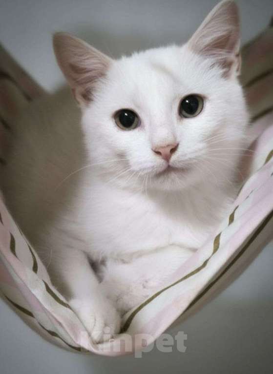 Кошки в Санкт-Петербурге: Белый ангел в ваш дом, котенок 3 месяца Мальчик, Бесплатно - фото 1