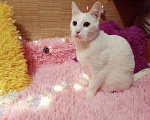 Кошки в Санкт-Петербурге: Белый кот 10мес. ищет дом  Мальчик, 200 руб. - фото 9