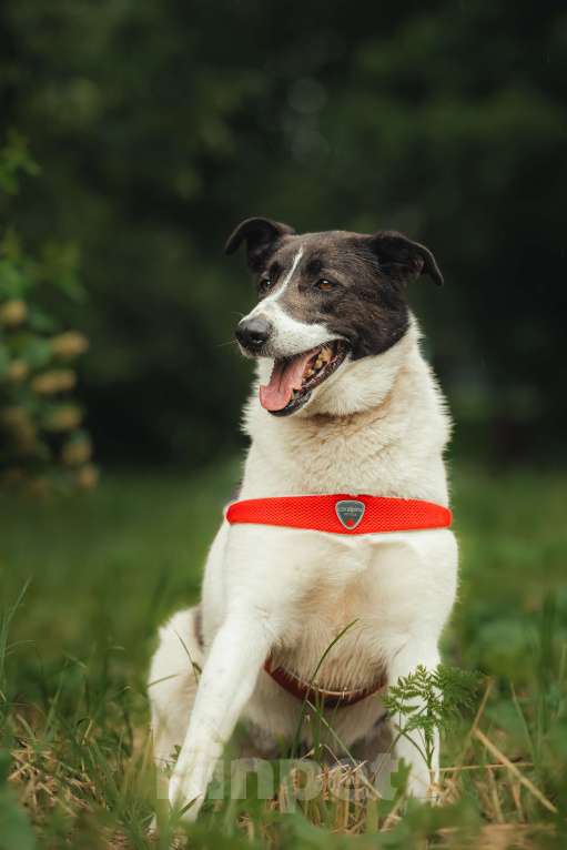 Собаки в Москве: Элли ищет дом Девочка, Бесплатно - фото 3