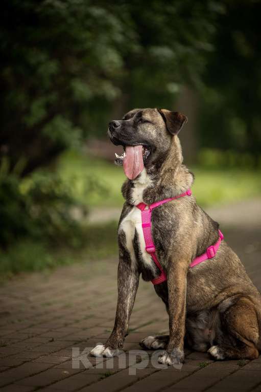 Собаки в Москве: Тина - энергия и мощь с нежной душой ❤️ Девочка, Бесплатно - фото 4