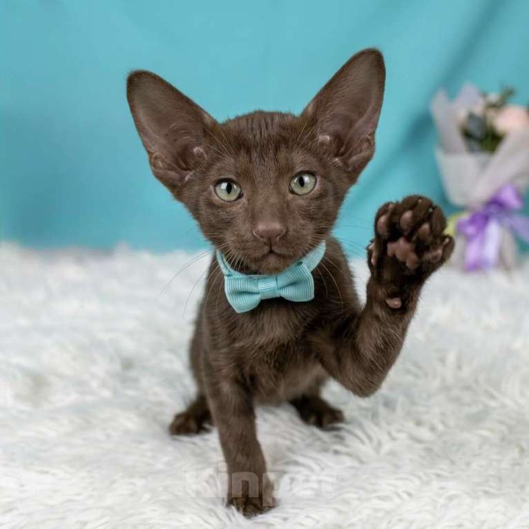 Кошки в Владивостоке: продаются ориентальные котята Мальчик, 30 000 руб. - фото 3