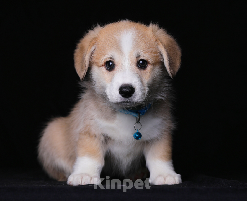 Собаки в Ярославле: Щенки вельш корги пемброк Разнополые, 55 000 руб. - фото 4