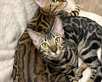 Кошки в Москве: Бенгальский котенок (девочка) Девочка, 35 000 руб. - фото 1