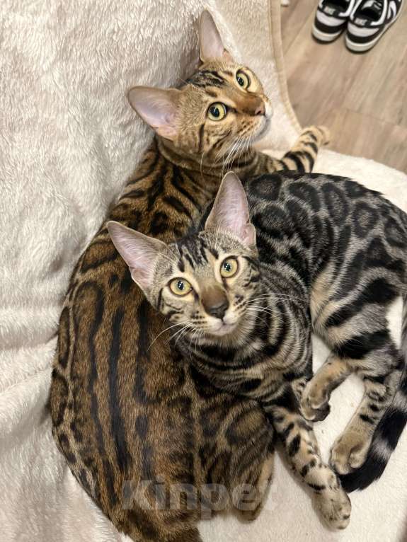 Кошки в Москве: Бенгальский котенок (девочка) Девочка, 35 000 руб. - фото 1