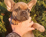 Собаки в Санкт-Петербурге: Щенки французского бульдога Мальчик, 35 000 руб. - фото 4