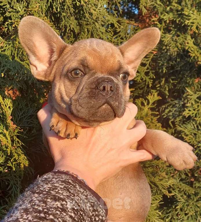 Собаки в Санкт-Петербурге: Щенки французского бульдога Мальчик, 35 000 руб. - фото 4