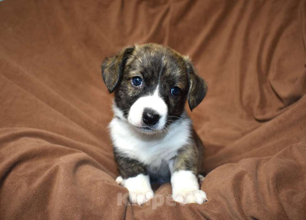 Собаки в Воронеже: Щенки корги Девочка, Бесплатно - фото 1