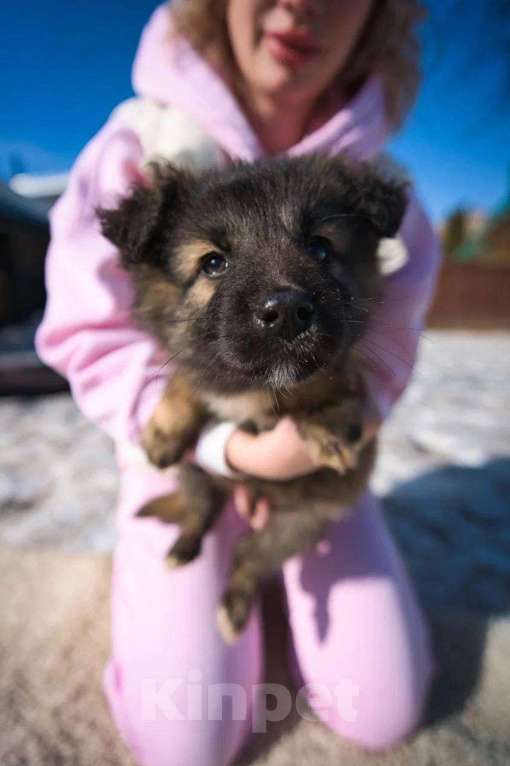 Собаки в Красногорске: Оттоне Мальчик, Бесплатно - фото 1