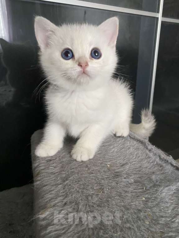 Кошки в Москве: Евра Девочка, 40 000 руб. - фото 3