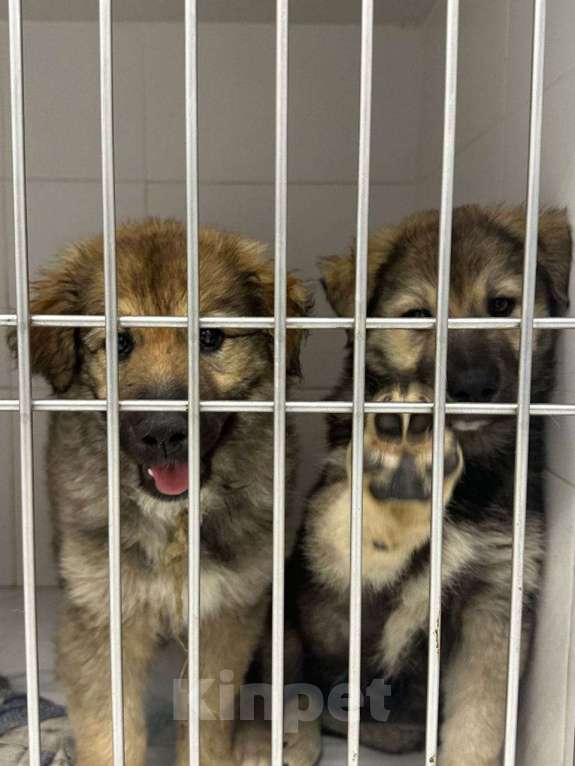 Собаки в Москве: Деточка Злата  Девочка, Бесплатно - фото 5