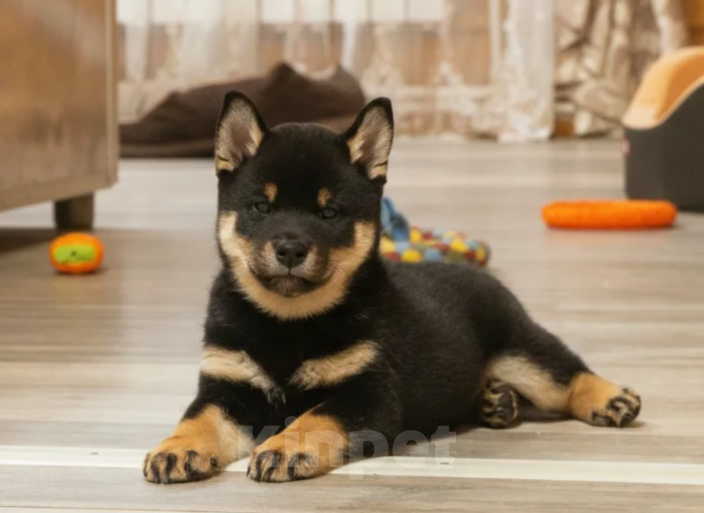 Собаки в других городах Московской области: Щенок мальчик Сиба-Ину (черный ошейник) Мальчик, 100 000 руб. - фото 1