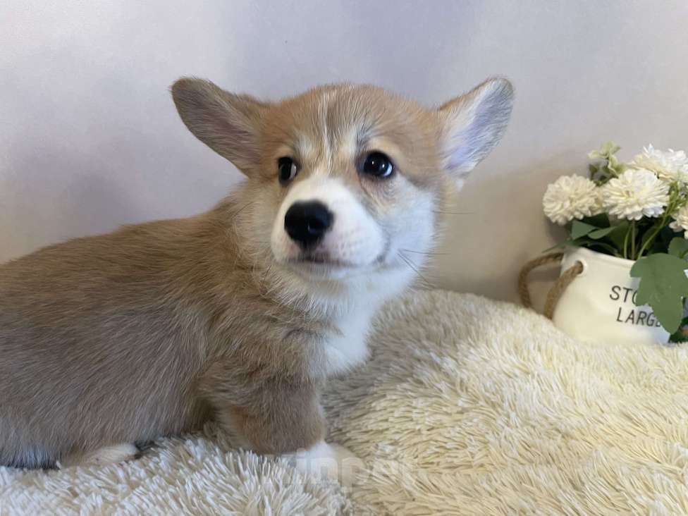 Собаки в Новосибирске: Девочка Вельш корги Девочка, 80 000 руб. - фото 1