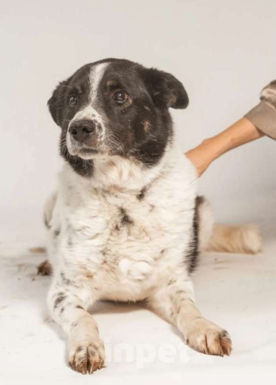 Собаки в Москве: Веснушчатый пёс Микки в добрые руки Мальчик, 1 руб. - фото 4