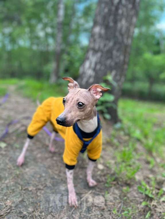 Собаки в Москве: Американский голый терьер Ума в самые надежные руки Девочка, Бесплатно - фото 4