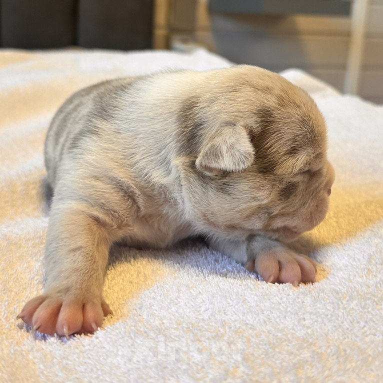 Собаки в других городах Московской области: AMERICAN BULLY   девочка Девочка, 250 000 руб. - фото 4