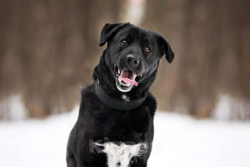 Собаки в Москве: Чёрный богатырь Макс в добрые руки Мальчик, Бесплатно - фото 6