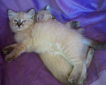 Кошки в Краснодаре: Котята Невская Маскарадная Color Point Blue Point Колор Поинт Пушистые Девочка, 37 000 руб. - фото 5