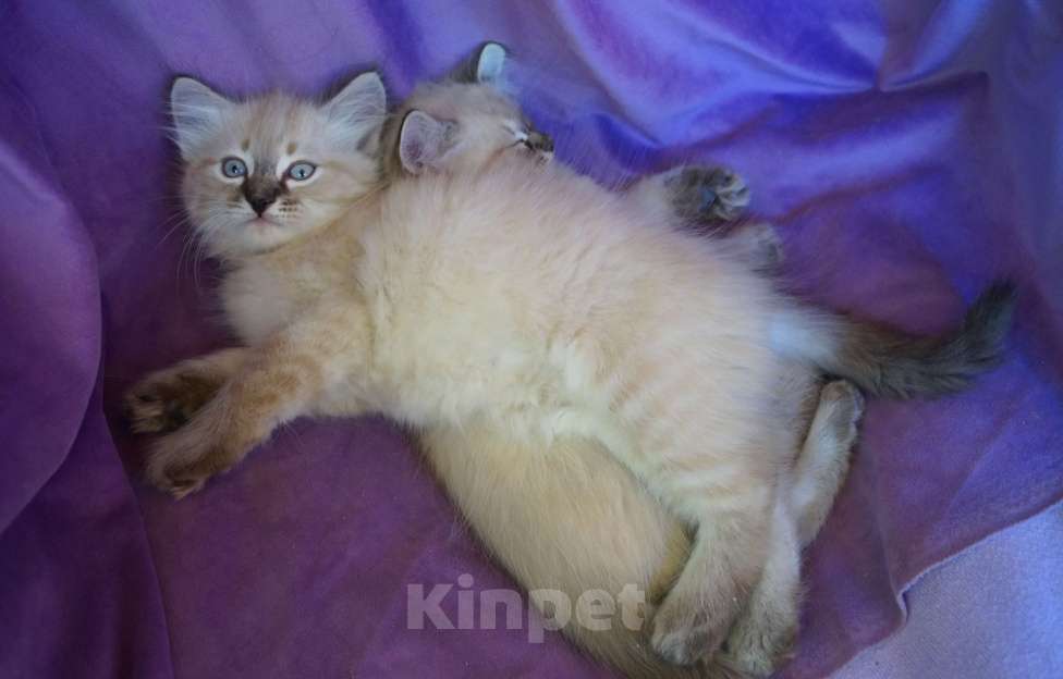 Кошки в Краснодаре: Котята Невская Маскарадная Color Point Blue Point Колор Поинт Пушистые Девочка, 37 000 руб. - фото 5