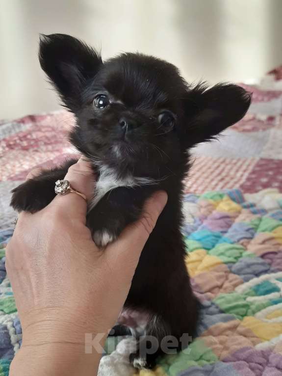 Собаки в Москве: Мальчик чёрного окраса Мальчик, 20 000 руб. - фото 3