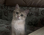 Кошки в Москве: Котенок голубая шиншилла Мальчик, 7 000 руб. - фото 2