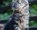 Кошки в Новокуйбышевске: Кошка окрас черный мрамор. Девочка, 30 000 руб. - фото 1