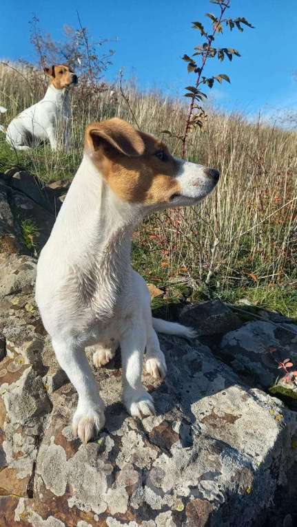 Собаки в других городах Ростовской области: Продаются щенки Мальчик, 12 000 руб. - фото 3