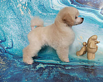 Собаки в Долгопрудном: Пуделя щенок той белая девочка Девочка, 200 000 руб. - фото 3