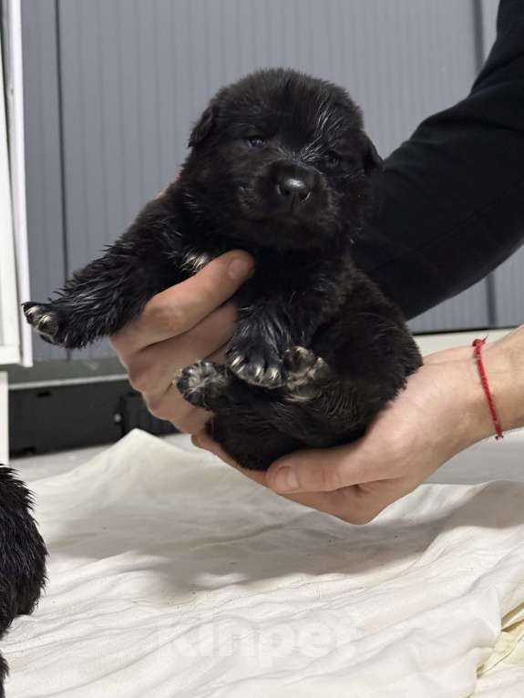 Собаки в других городах Московской области: Отдам в добрые руки щенят  Мальчик, Бесплатно - фото 1