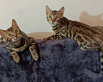 Кошки в Анапе: Бенгальский котенок Мальчик, 18 000 руб. - фото 5