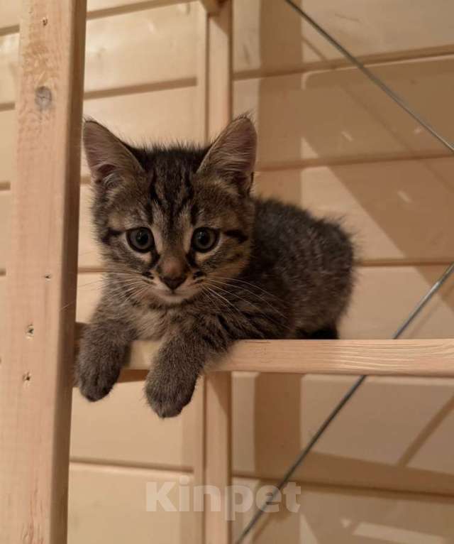 Кошки в Москве: Игривый, любознательный и очень милый малыш Барсик ищет дом. Мальчик, Бесплатно - фото 1