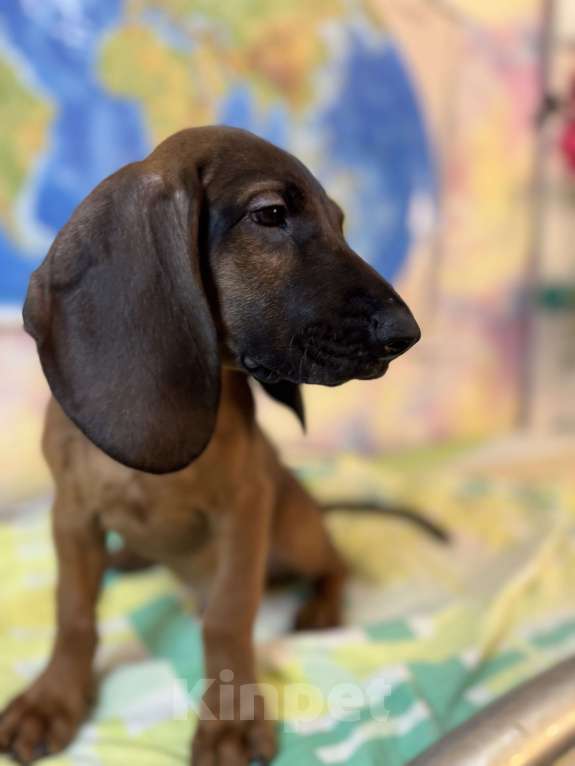 Собаки в Санкт-Петербурге: Щенок редкой породы Баварской горной гончей Мальчик, 80 000 руб. - фото 2