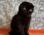 Кошки в Екатеринбурге: Шотландская вислоухая кошечка Девочка, 55 000 руб. - фото 1