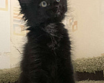 Кошки в Пушкино: КОТЯТА МЕЙН-КУН Мальчик, 45 000 руб. - фото 8