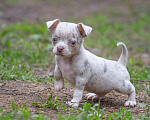 Собаки в Балашихе: Мальчик чихуахуа. Лиловый мерль Мальчик, 30 000 руб. - фото 3