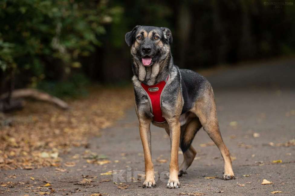 Собаки в Москве: Один ищет любящую семью  Мальчик, Бесплатно - фото 7