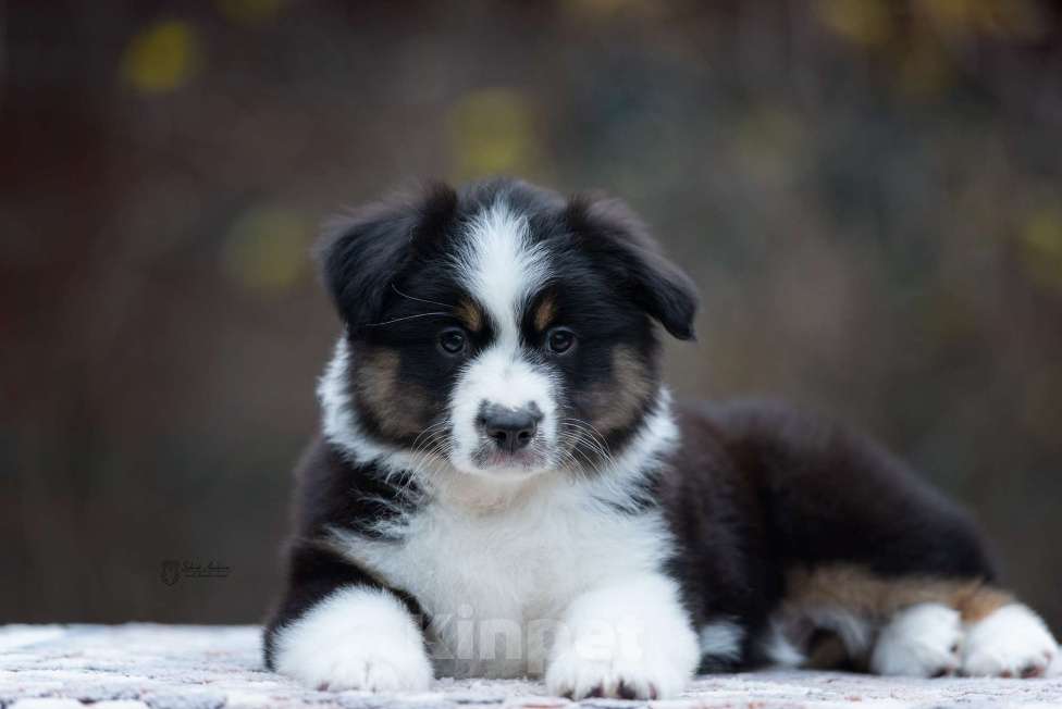 Собаки в Москве: Миниатюрная американская овчарка (мини-аусси) Девочка, 100 000 руб. - фото 1