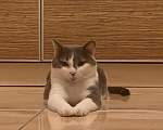 Кошки в Омске: Потерялся кот Мальчик, 1 руб. - фото 1