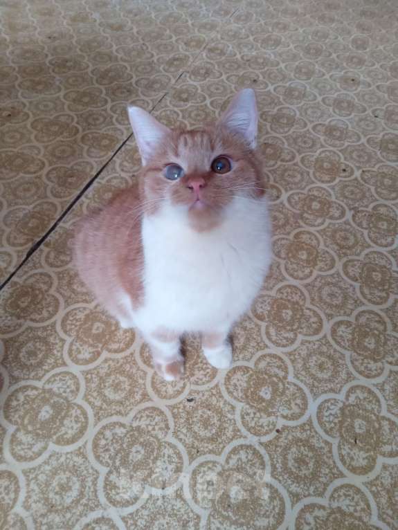 Кошки в Москве: Ярко-рыжий шотландский котик Мальчик, Бесплатно - фото 3