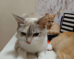 Кошки в Тюмени: Отдам взрослую кошку.  Девочка, Бесплатно - фото 1