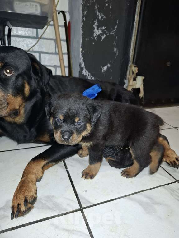 Собаки в Туле: Девочка Девочка, 18 000 руб. - фото 6