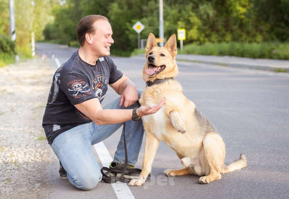 Собаки в Москве: Лорд. Метис овчарки Мальчик, Бесплатно - фото 4
